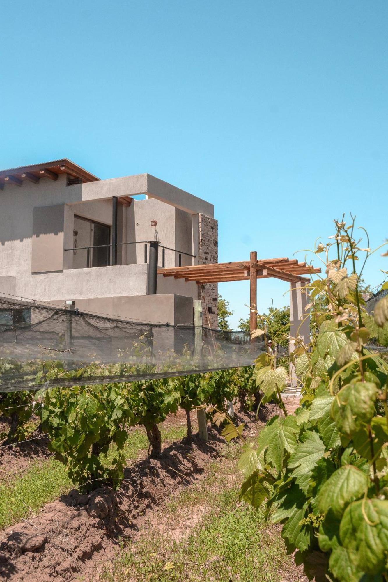 Vines Agrelo