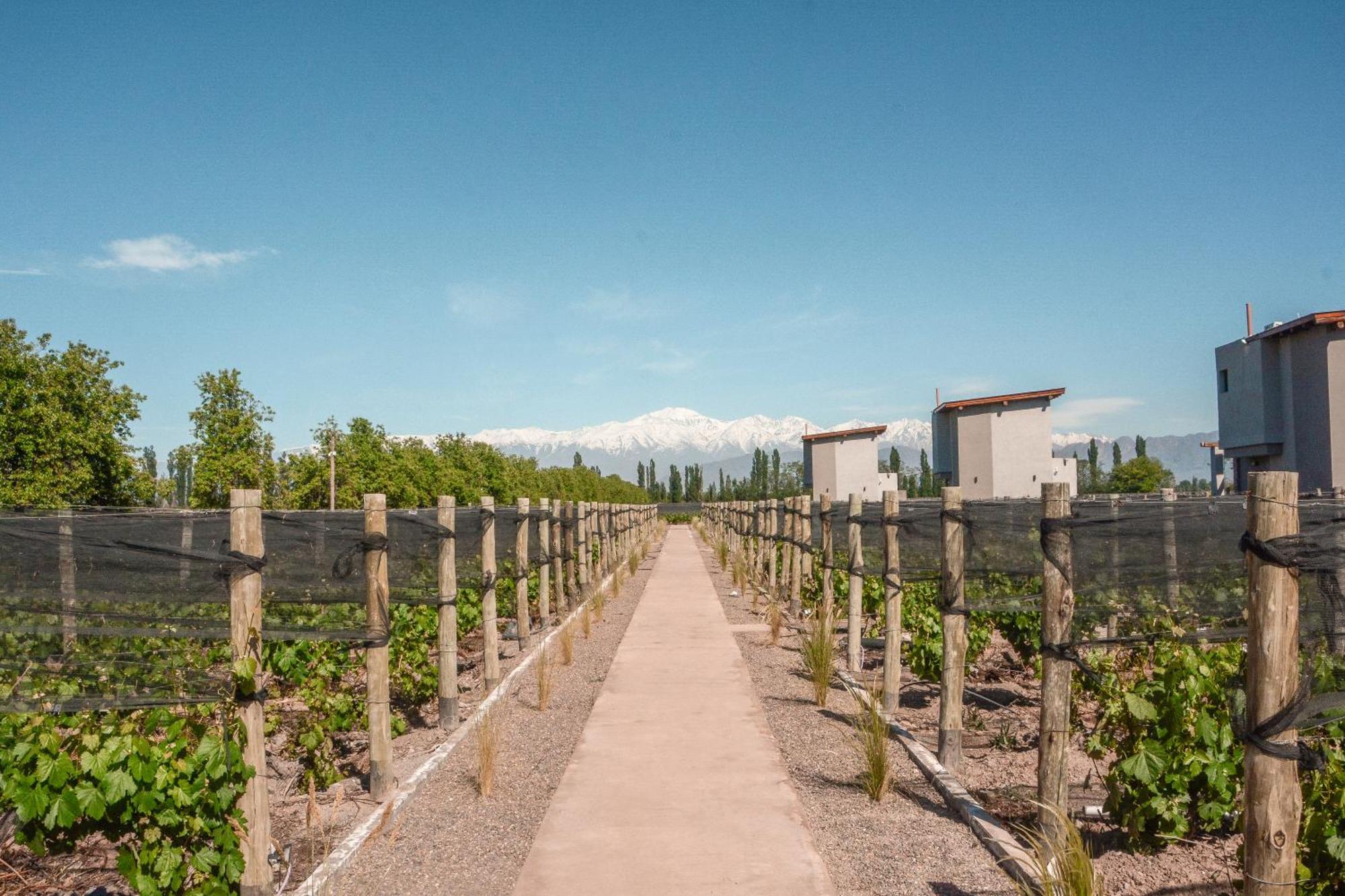 Vines * Agrelo