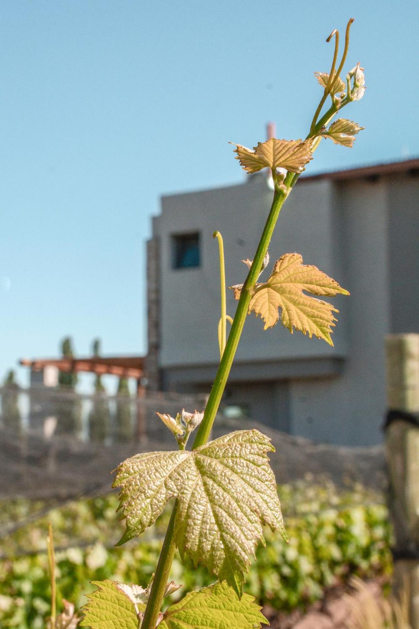 Vines Hotel *